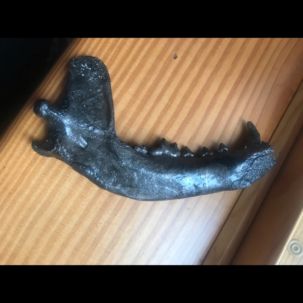 Jeweled jaw - Picture 4 of 5